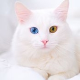 chat albinos